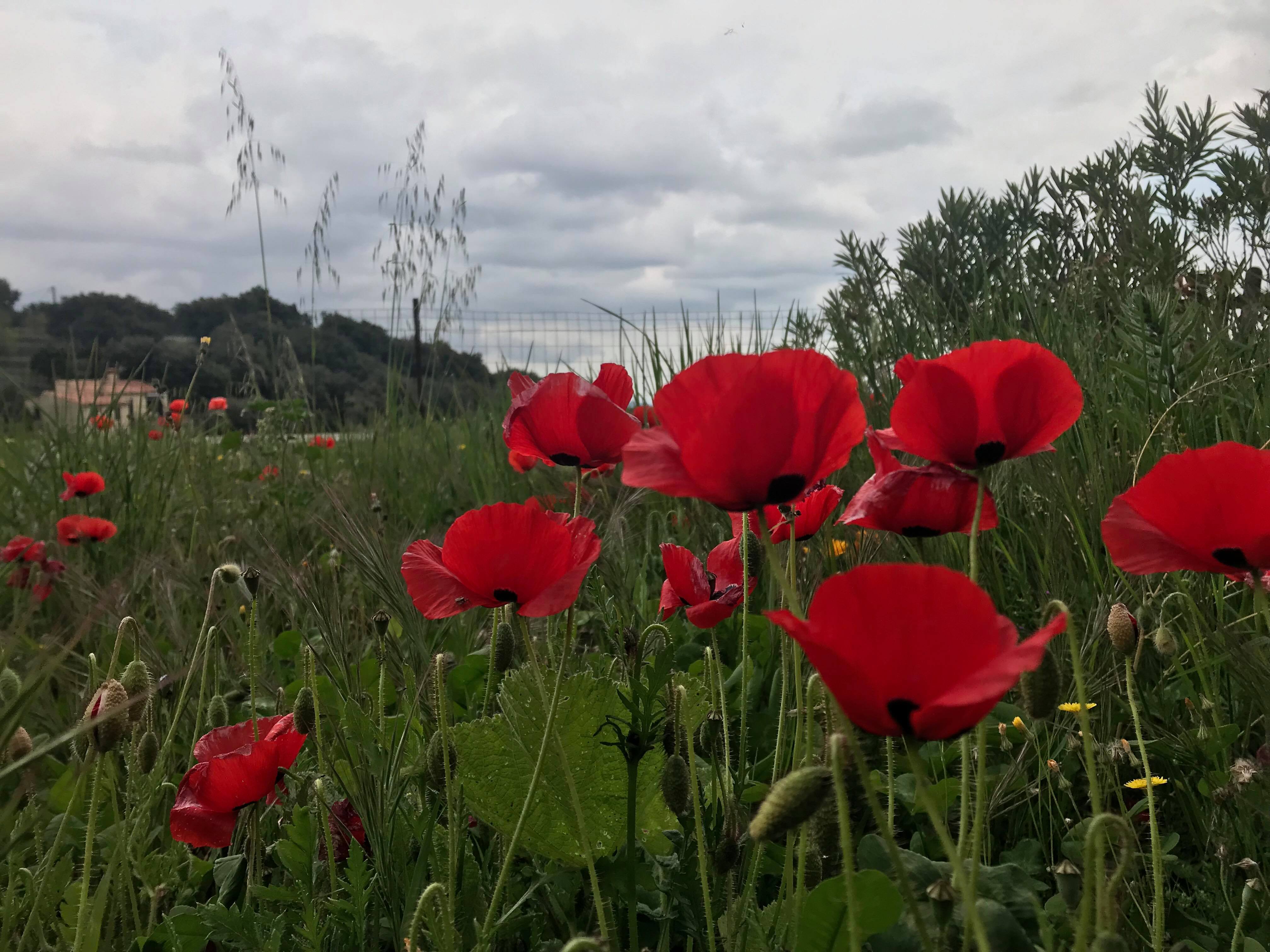 Course Image Cours de soutien A1