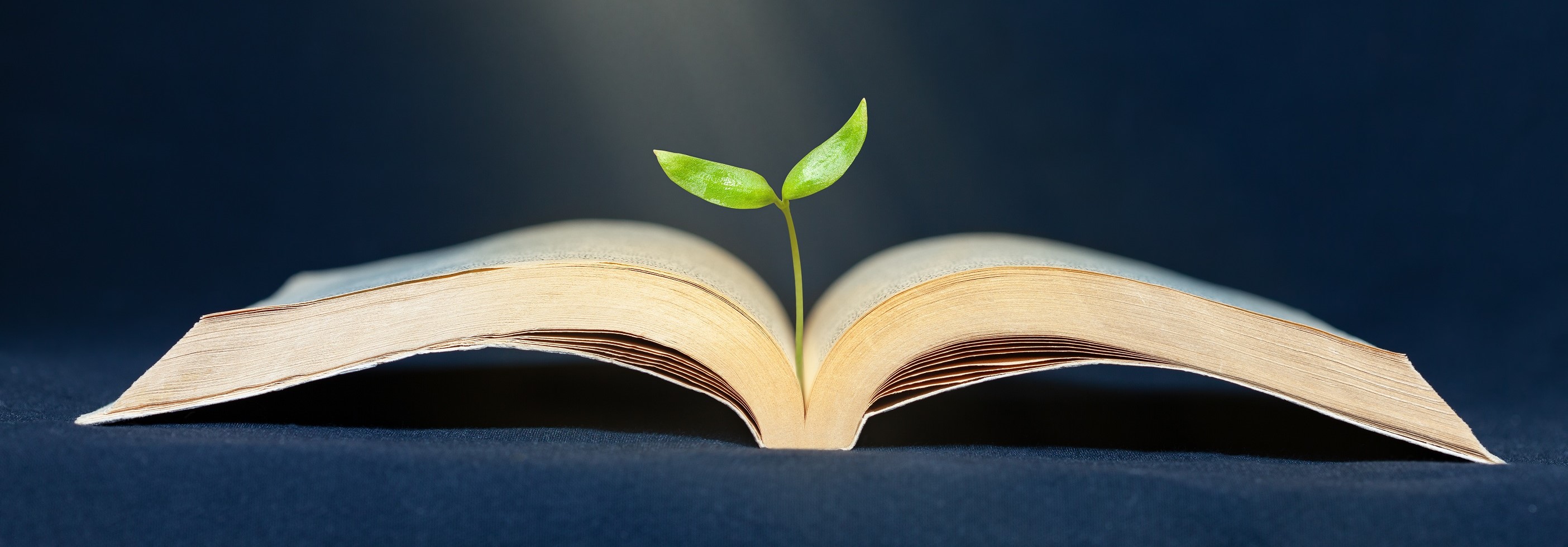 Course Image Postmigration in Theorie, Literatur und Film - Sommersemester 2026